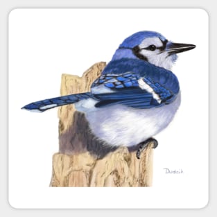 Blue Jay Backyard Bird Sticker